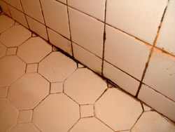 Bathroom Mold Just What Is It And How Do You Get Rid Of It
