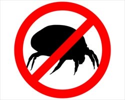 dust mite 